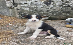 Border Collie dogs for sale: Playful puppies  - Image 8