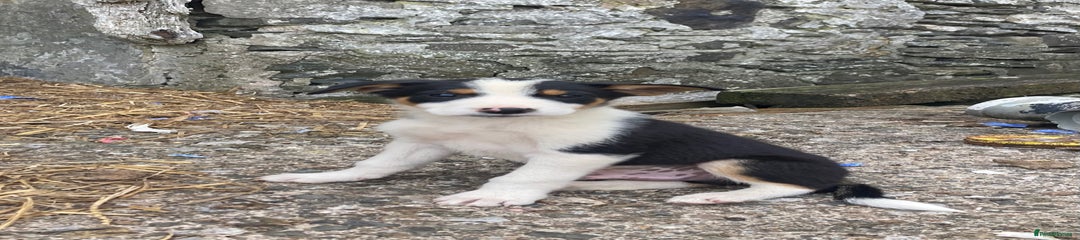 Border Collie Puppy 1