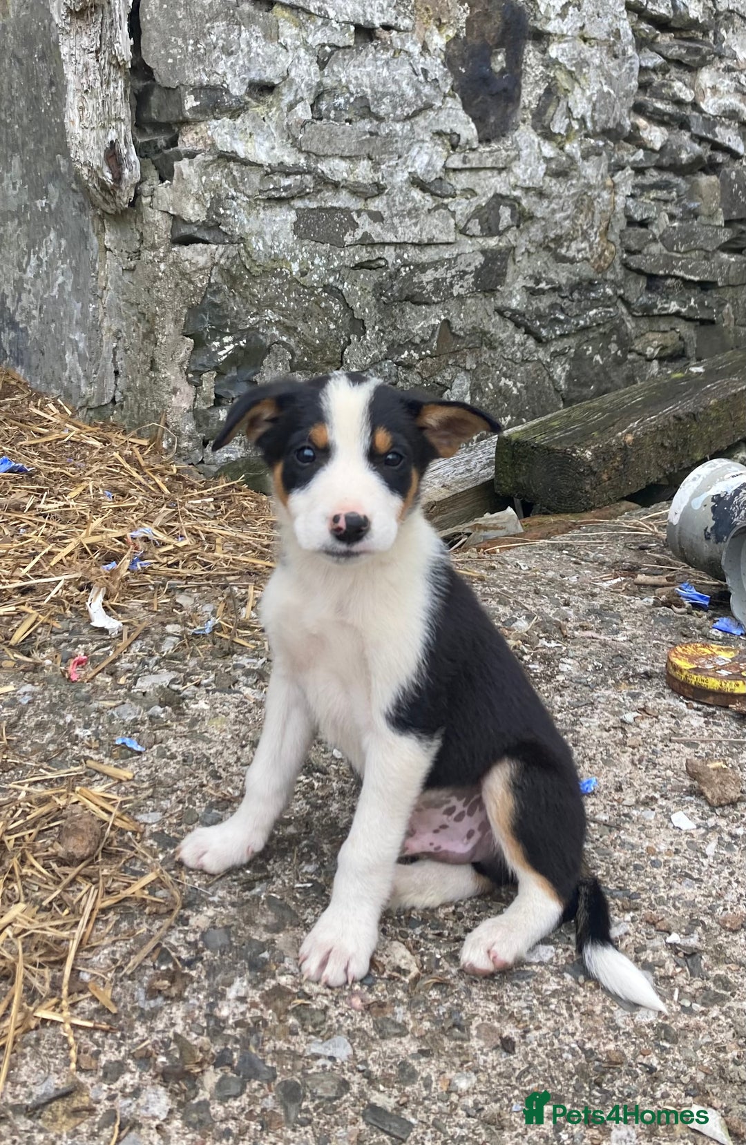 Border Collie dogs for sale: Playful puppies  - Image 8