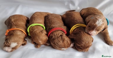 Cavapoo dogs - Advert 3