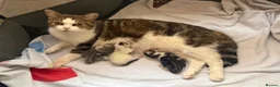 Mixed Breed cats for sale: Litter of 3 Tabby & White Kittens 1 Boy 2 Girls - Advert 6
