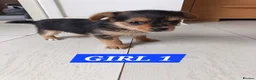 Mixed Breed dogs for sale: 3 Pome x yorkshire terrier puppies - Advert 5