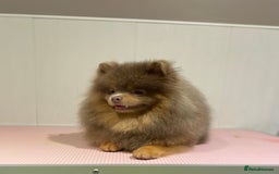 Pomeranian dogs for stud: 💜🧡Lilac & tan KC stud Benji champions in line  in Guildford - Image 6