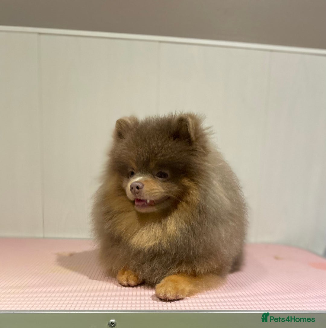 Pomeranian dogs for stud: 💜🧡Lilac & tan KC stud Benji champions in line  in Guildford - Image 6