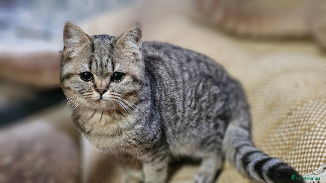 Mixed Breed cats for sale: Beautiful British Shorthair Tabby Female Kittens - Image 15