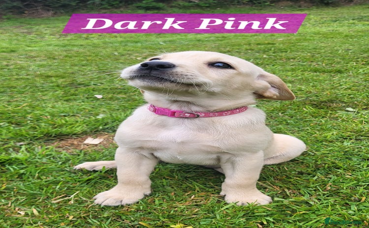 Labrador Retriever dogs - Advert 1