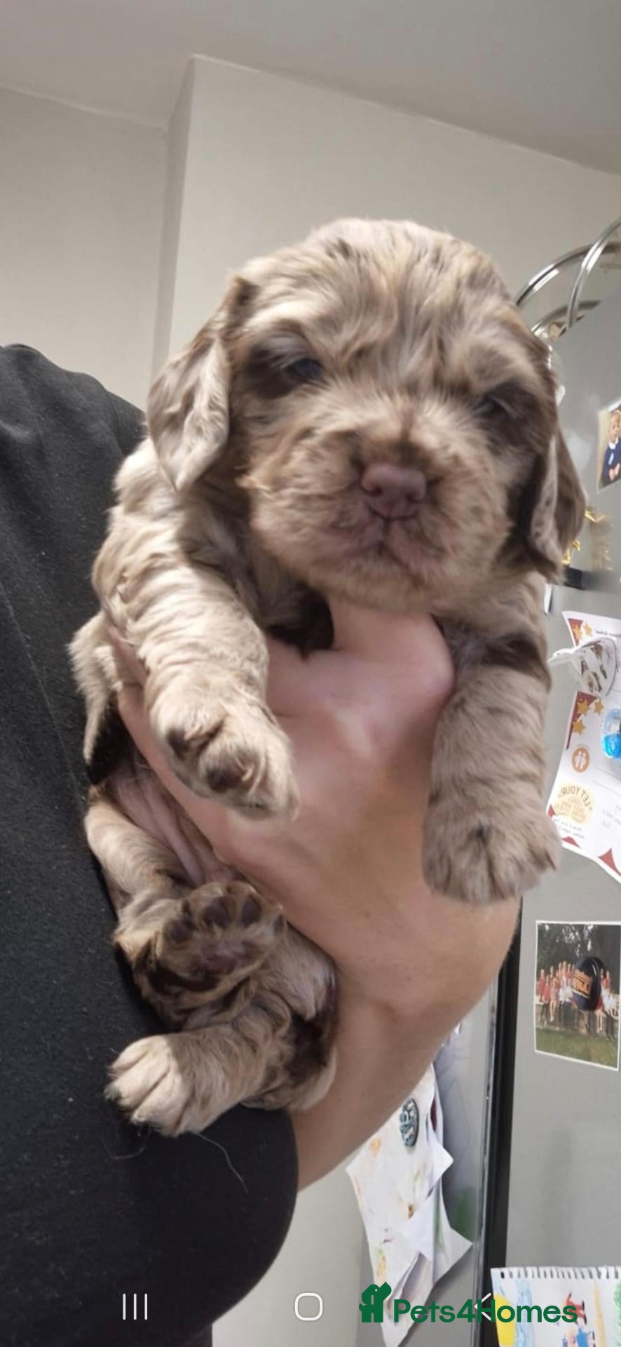 Cockapoo dogs for sale: Cockapoo pups  - Advert 12