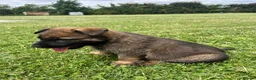 Mixed Breed dogs for sale: Malinios x DDR German Shepard puppies  - Advert 15