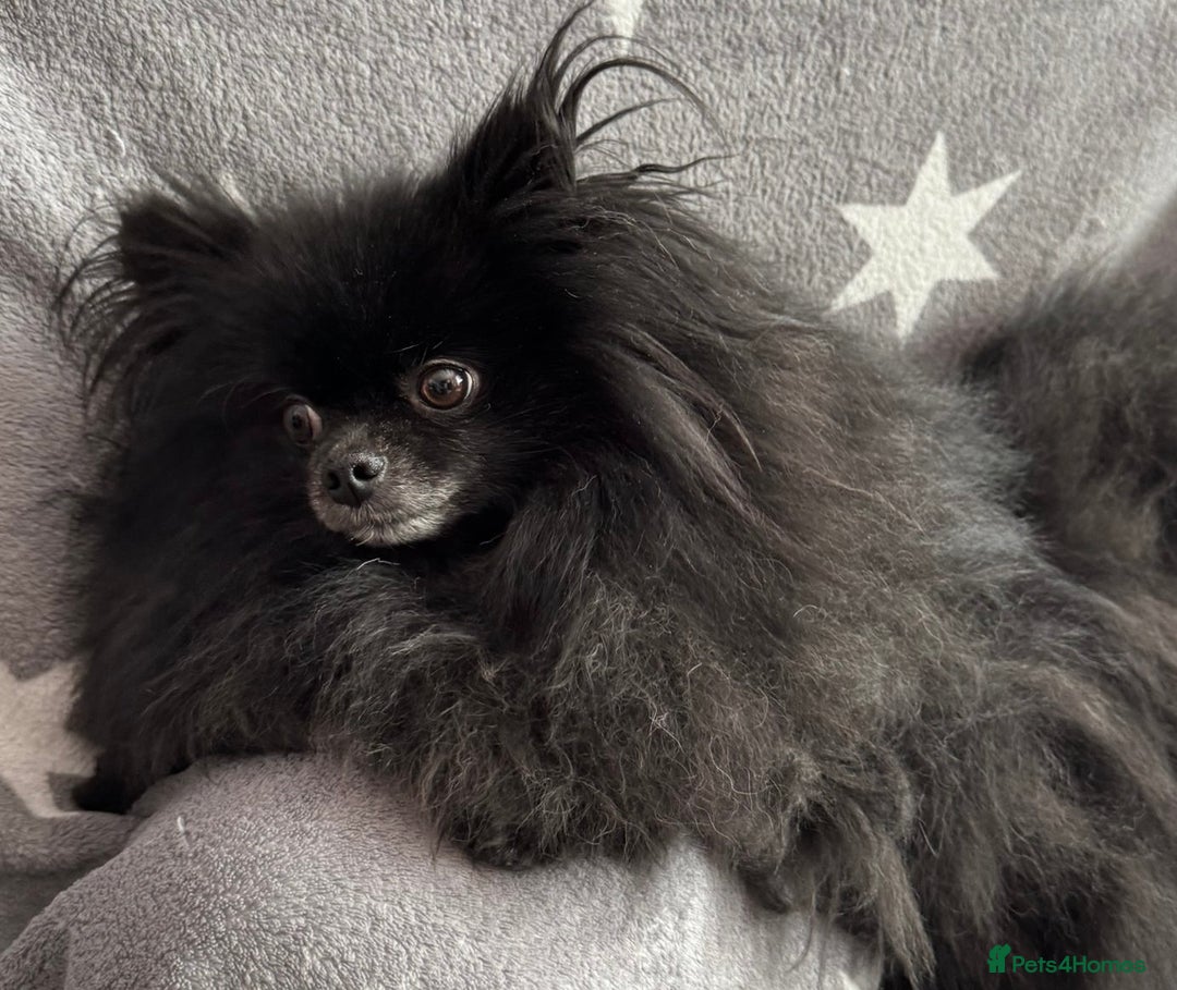 Pomeranian dogs for adoption: Naomi’s Story: A Tiny Life Saved - Image 8