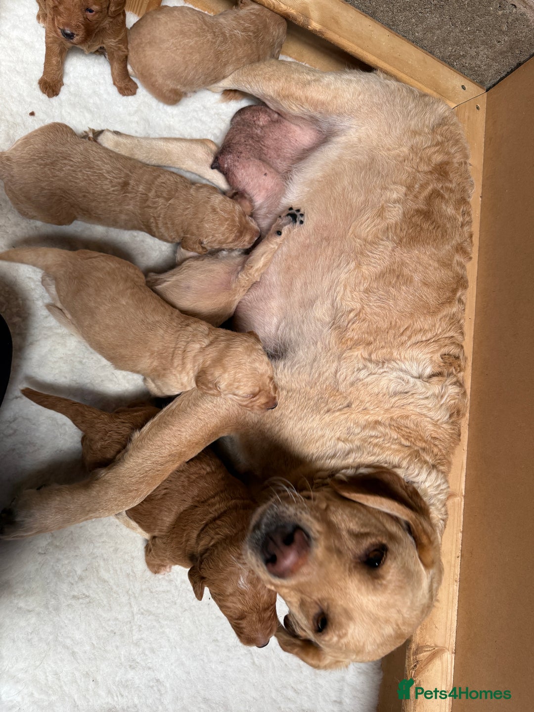 Labradoodle dogs for sale: Health tested chunky and fluffy labradoodles  - Image 30