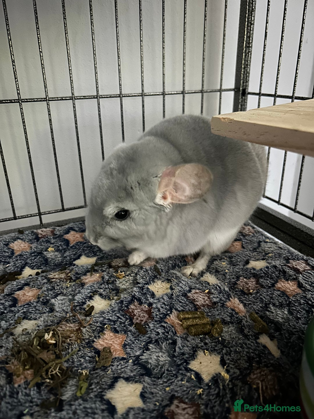 Chinchilla rodents for sale: Blue Diamond Male Chinchilla  - Advert 2