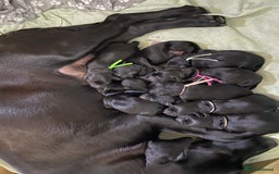Labrador Retriever dogs for sale: KC Registered Black Labrador puppies   - Image 14