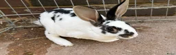 Mini Lop rabbits for sale: Rex/mini lop/mini lop x lion head bunnies. - Advert 1