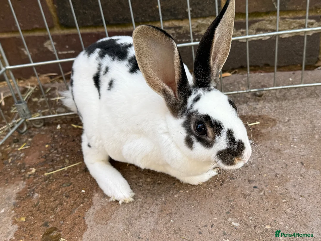Mini Lop rabbits for sale: Rex/mini lop/mini lop x lion head bunnies. - Advert 1