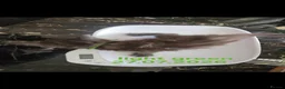 Maine Coon cats for sale: TICA Registered Maine Coon Kittens. - Advert 10