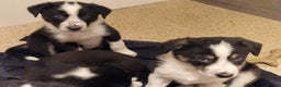 Border Collie dogs for sale: Beautiful Border Collies - Gloucestershire - Advert 6