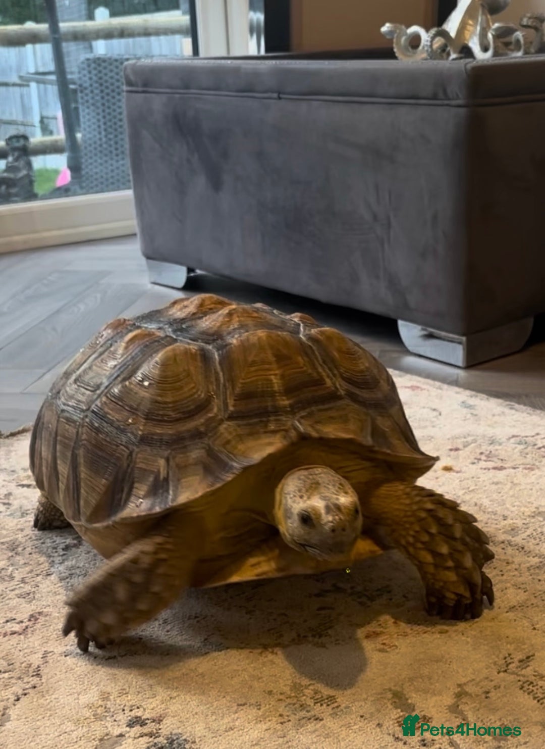 Tortoise reptiles for sale: Giant Sulcata Tortoise - Image 2