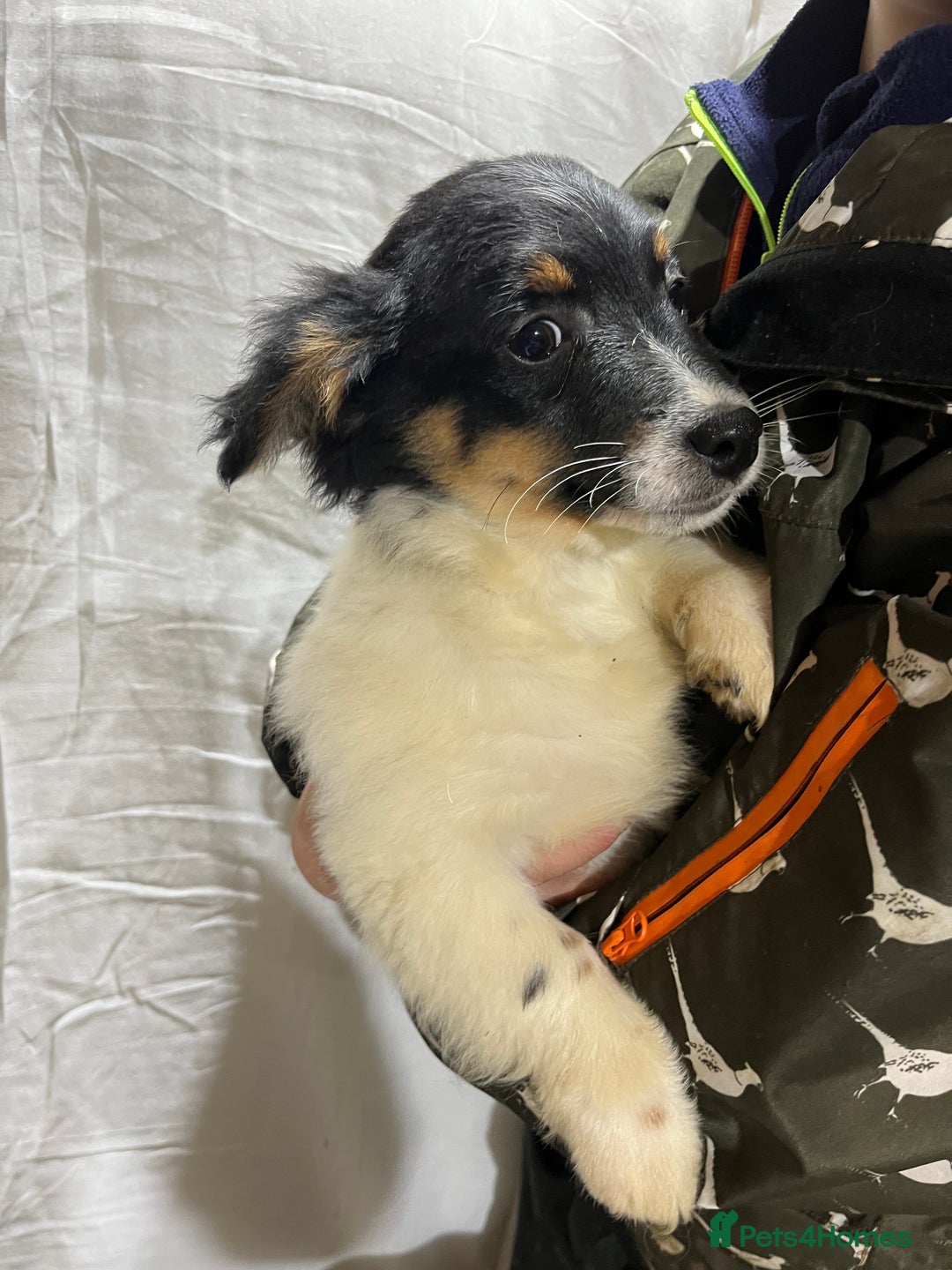 Jackapoo dogs for sale: Beautiful babies  - Advert 2