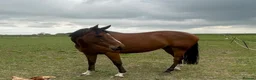 English Thoroughbred horses for sale: 16.1hh Weatherby’s reg TB Mare  - Advert 2