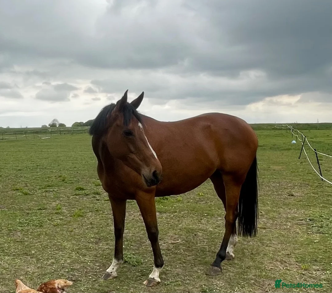 English Thoroughbred horses for sale: 16.1hh Weatherby’s reg TB Mare  - Advert 2