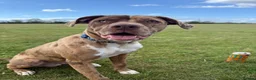 Mixed Breed dogs for sale: 11 month old puppy - Advert 3