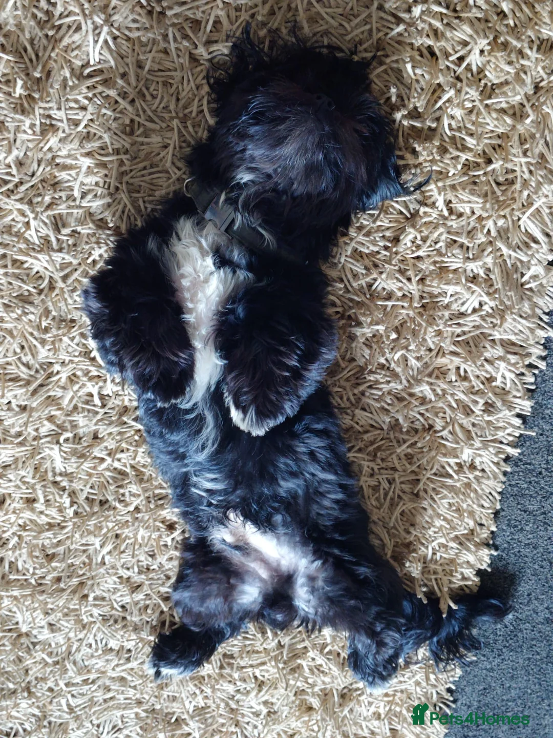 Shih Tzu dogs for sale: Bruce 8 month old in Driffield - Advert 5