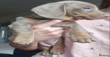 Dachshund dogs - Advert 6