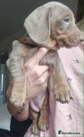 Dachshund dogs - Advert 8