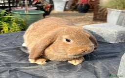 Mini Lop rabbits for sale: Mini lops , LionHead. READY NOW! 13th  - Image 17