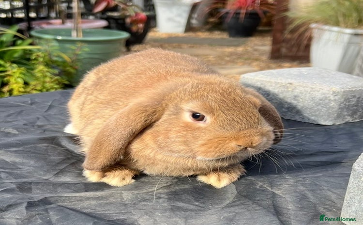 Mini Lop rabbits - Advert 1