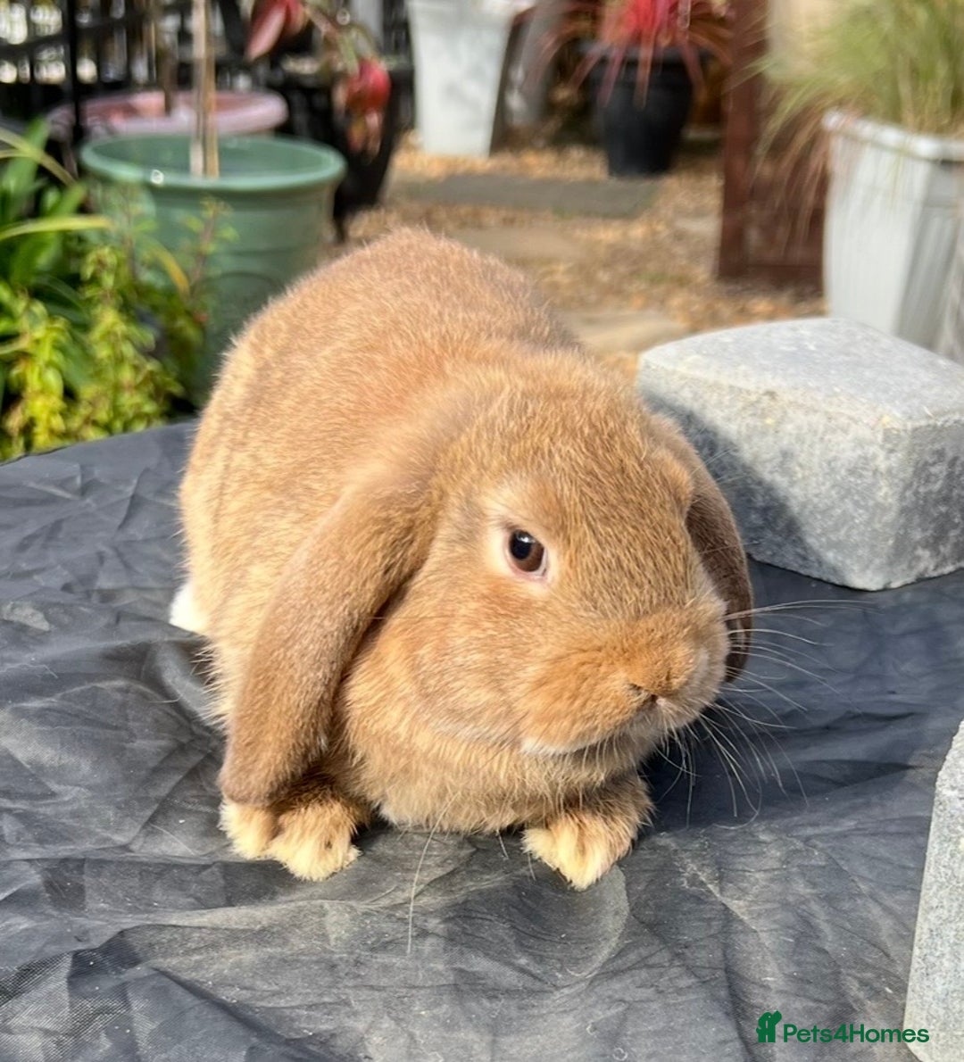 Mini Lop rabbits for sale: Mini lops , LionHead. READY NOW! 13th  - Image 17