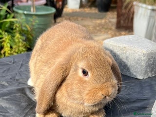 Mini Lop rabbits - Advert 24
