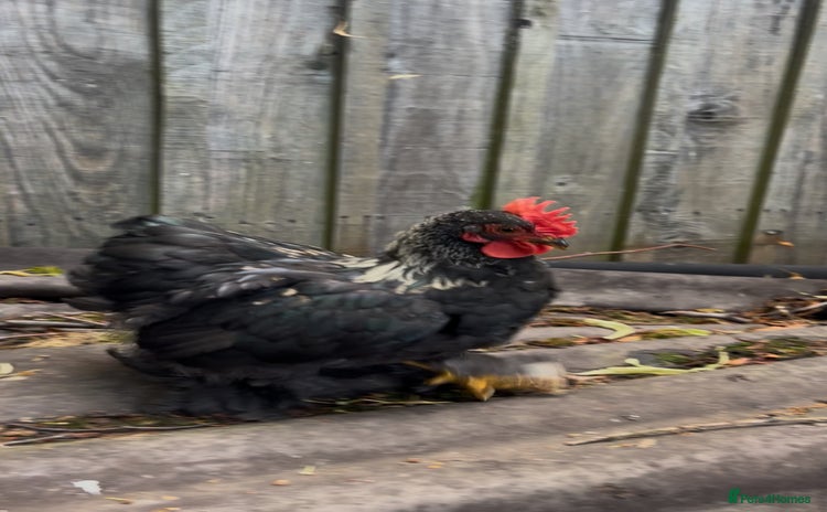 Chickens poultry for sale - Advert 1