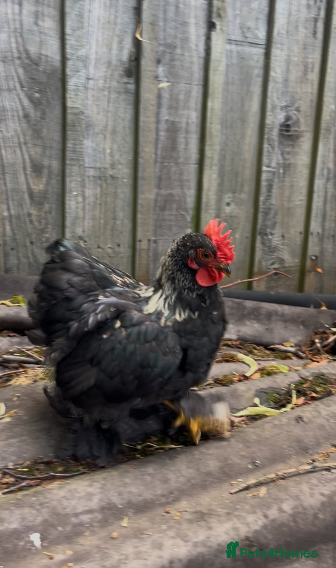 Chickens poultry for sale: Stunning black and gold Pekin Cockerel - Image 1