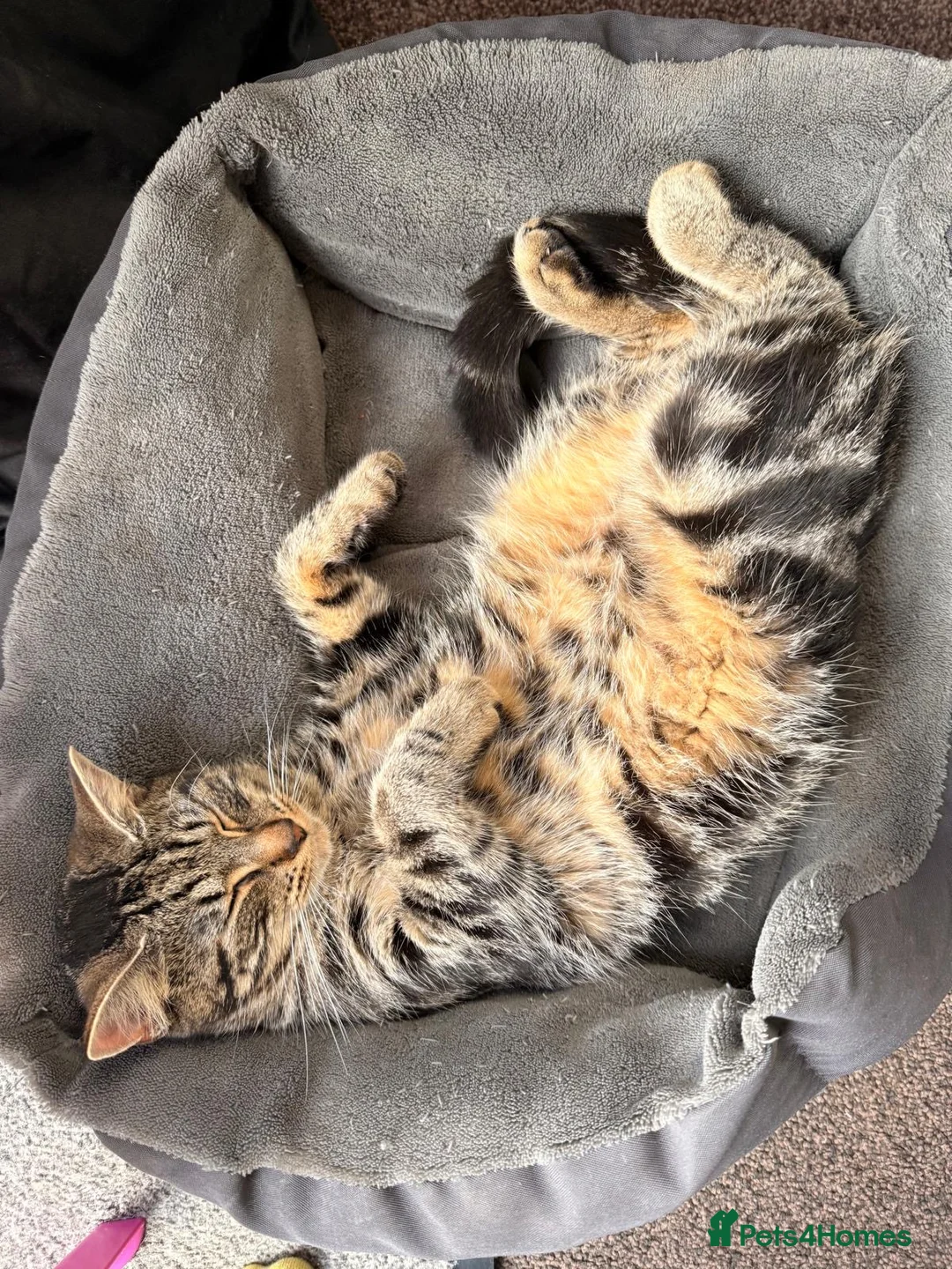 Mixed Breed cats for sale: 2 beautiful black tabby kittens (sisters) in Swindon - Advert 1