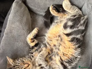 Mixed Breed cats 2 beautiful black tabby kittens (sisters) - Advert 13