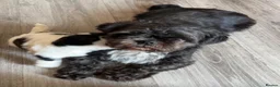 Shih Tzu dogs for sale: Shitzu Puppie for sale  - Advert 5