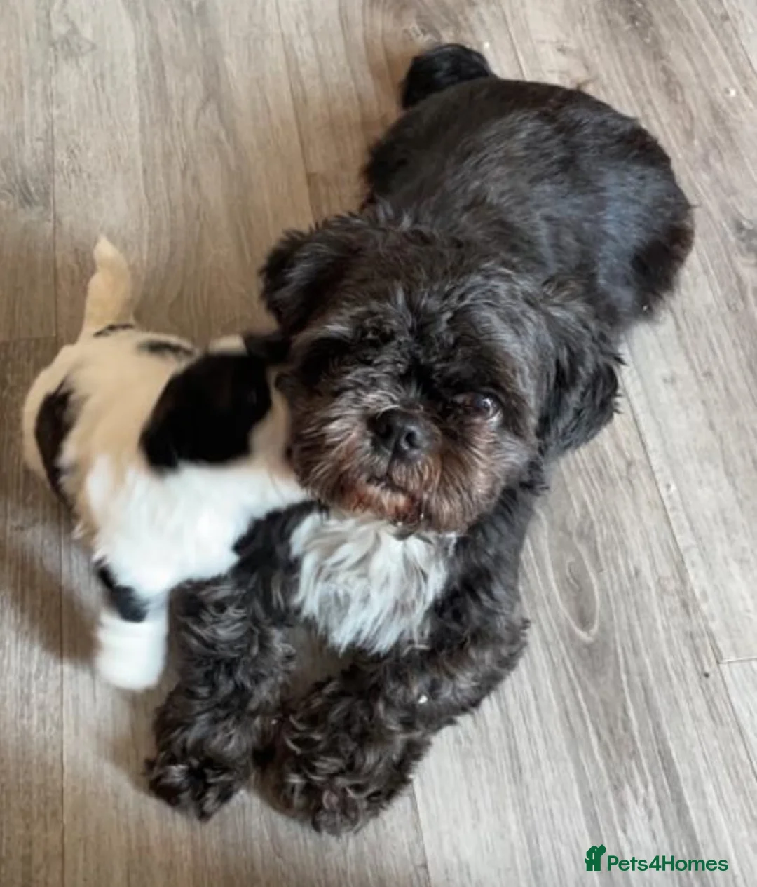 Shih Tzu dogs for sale: Shitzu Puppie for sale  - Advert 5