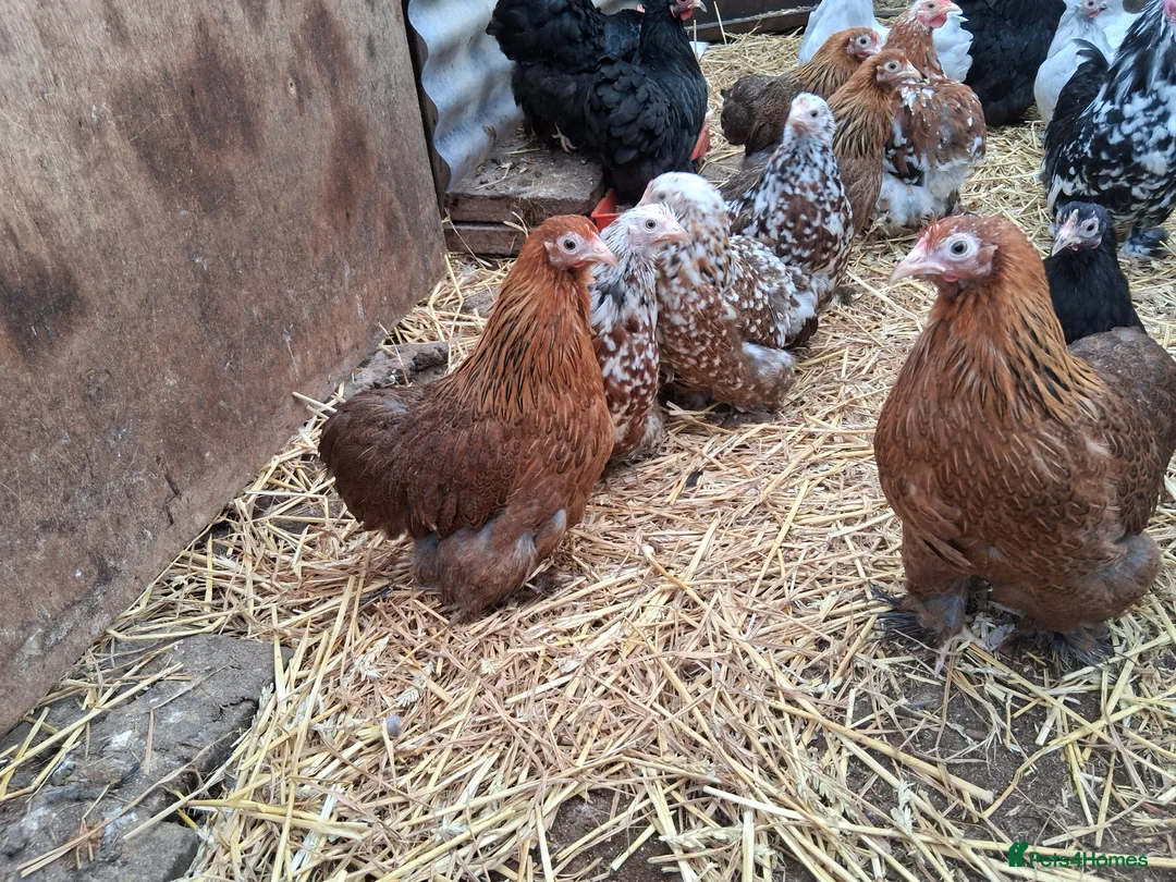 Chickens poultry for sale: Pekin bantams all female  - Advert 3