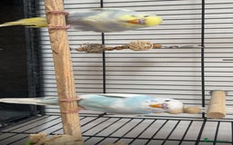 Budgerigars birds for sale: Budgies - Advert 5