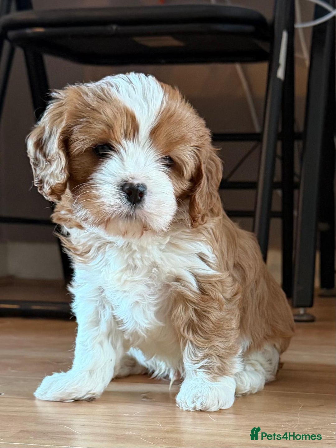 Cavapoo dogs for sale: Cavapoo boys from health tested parents  - Advert 3