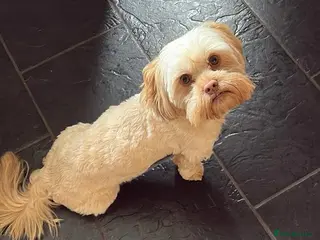 Shih Tzu dogs Shitzu cross available for stud - Advert 14