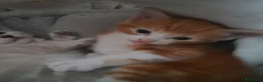 Ginger cat