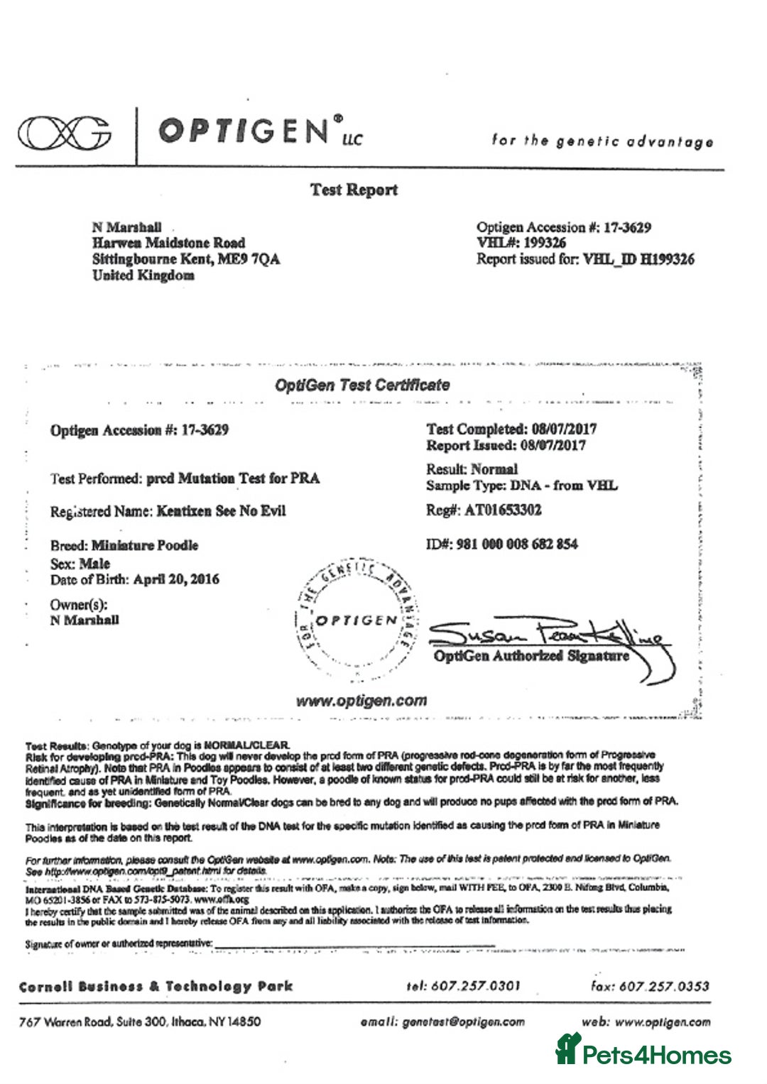 Miniature Poodle dogs for stud: KC health tested by 5* breeder / police K9 trainer - Advert 9