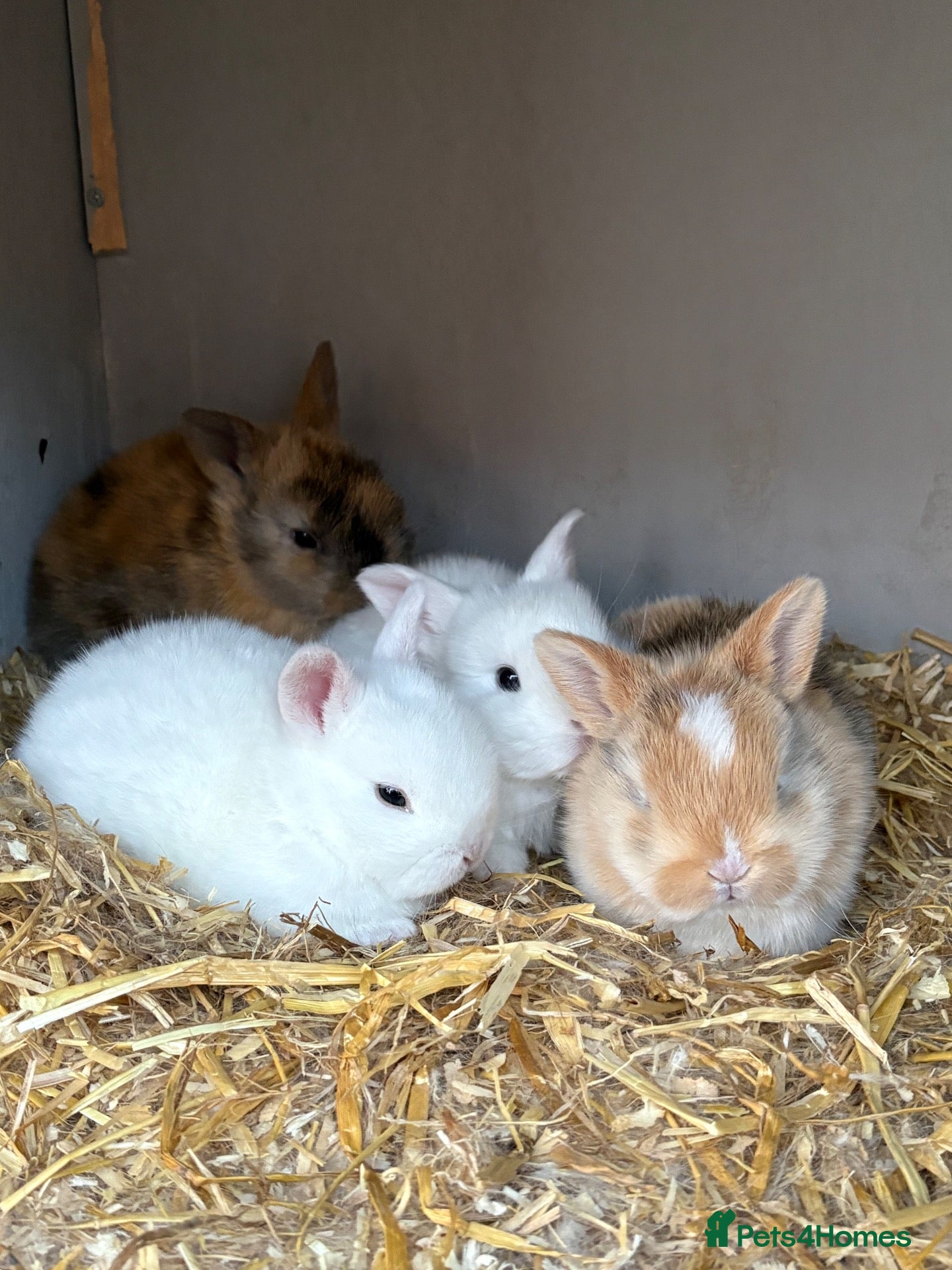 Netherland Dwarf rabbits 4 Netherland dwarf rabbits - Advert 6