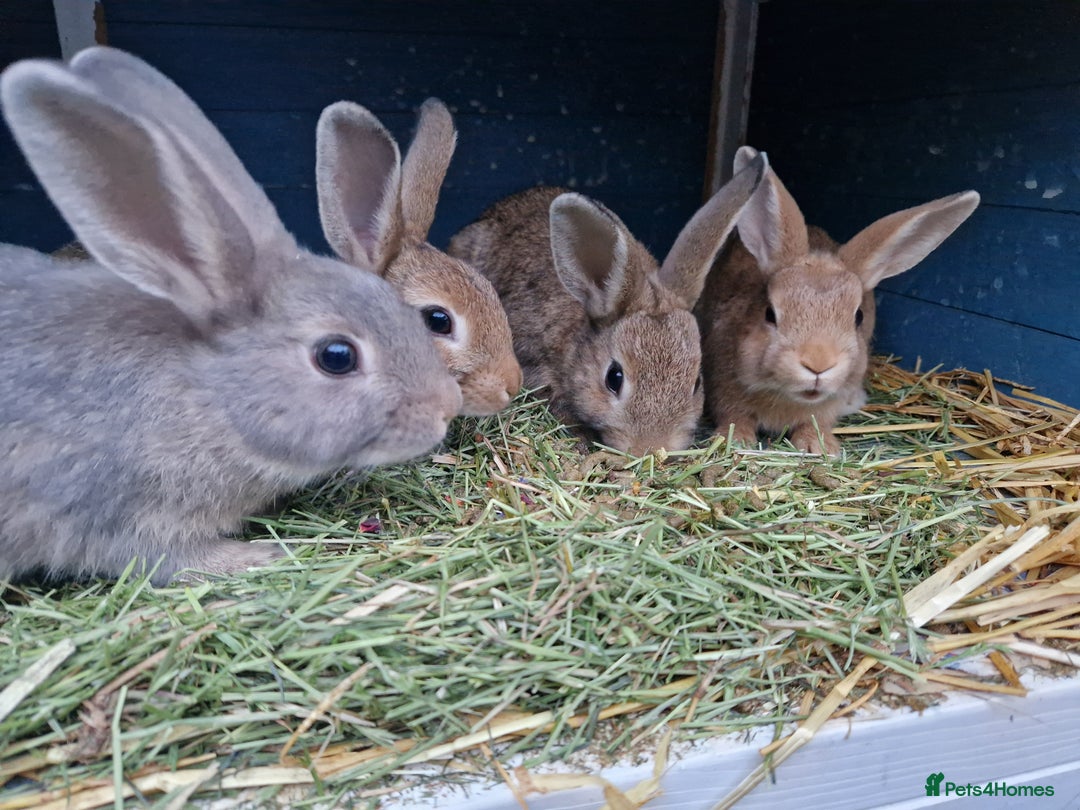 Mixed Breed rabbits for sale: Super cute bunny babies 🐰😍🐰 - Image 5