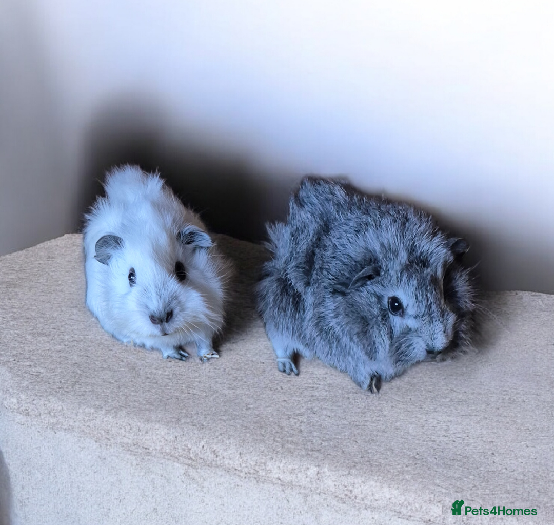 Guinea Pig rodents for sale: Baby Funky Californian Guinea Pigs Male & Female - Advert 1