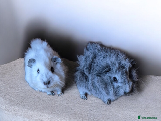 Guinea Pig rodents Baby Funky Californian Guinea Pigs Male & Female - Advert 2