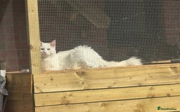 Maine Coon cats for sale: Mainecoon pure kittens  - Image 11