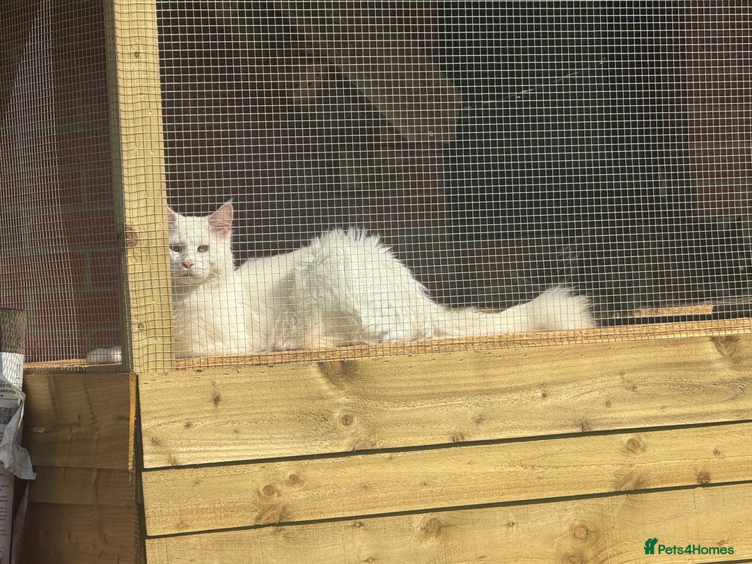 Maine Coon cats for sale: Mainecoon pure kittens  - Image 11